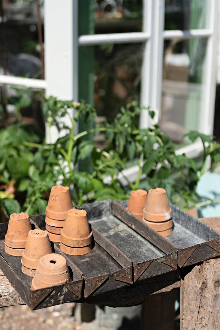 Terracotta pots in metal trays in front of greenhouse