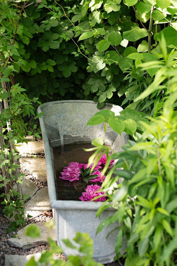 Flowering floating in zinc tub in garden