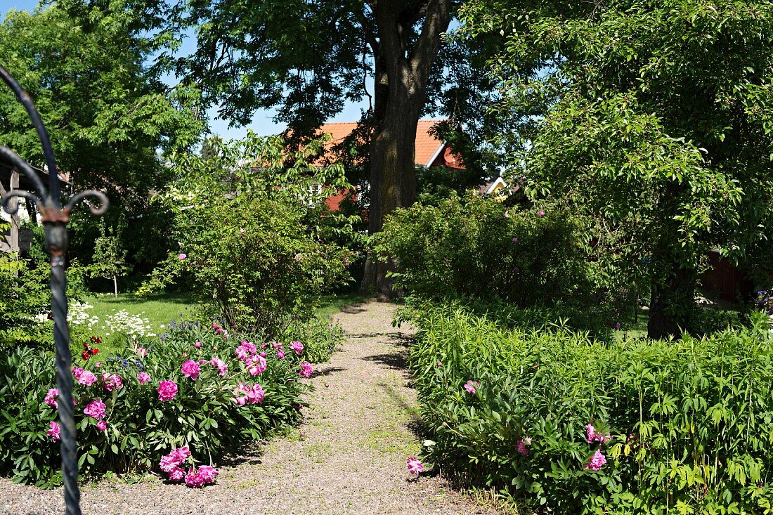 Gravel path in summer garden with flowering peonies