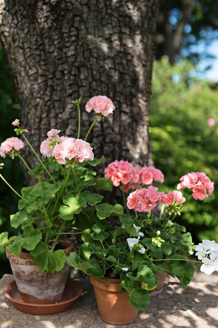 Pink-flowering geraniums in terracotta pots in garden