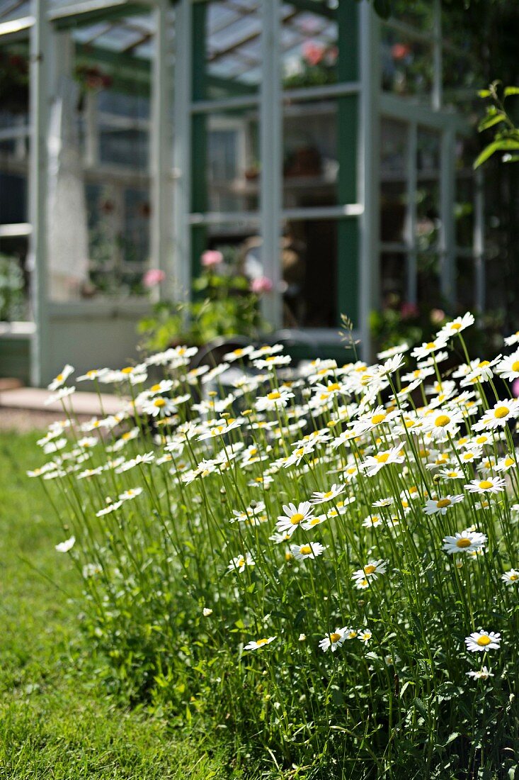 Flowers ox-eye daisies in garden