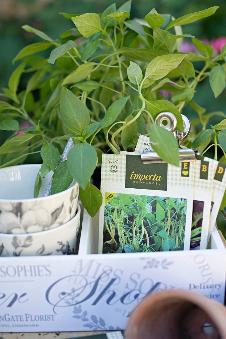 Potted herbs and paper bags of seeds in white wooden crate