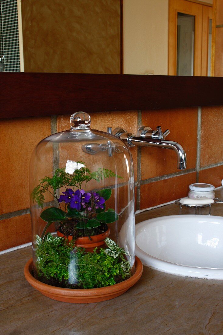 Mini-Garten unter Glasglocke, auf Ablage neben eingebauter Spüle