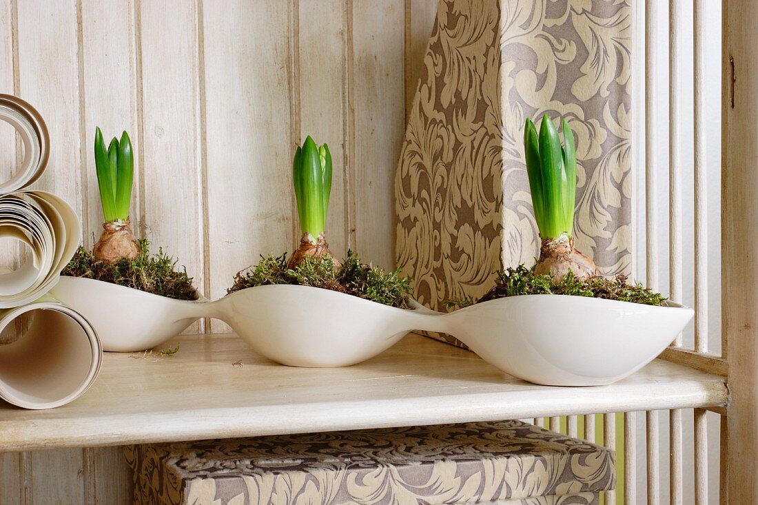 Hyacinths planted in connected, white china dishes on wooden surface