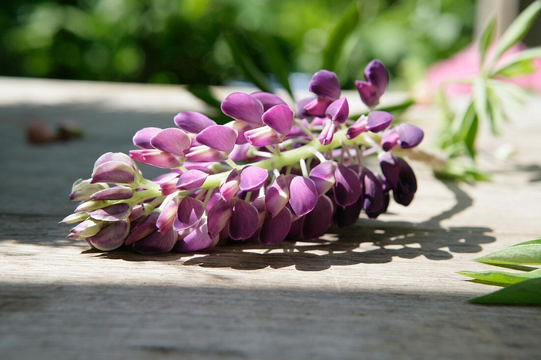 Violette Lupine auf Holztisch im Garten