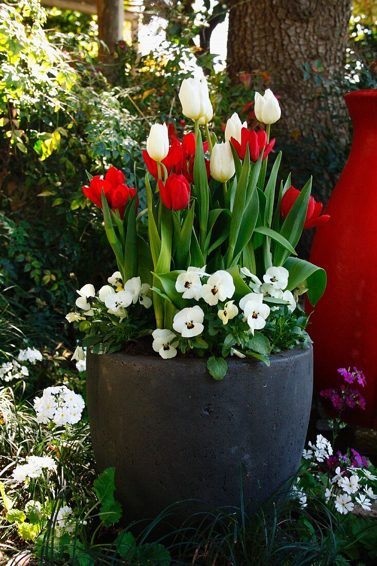 weiße & rote Tulpen mit weissen Viola in Pflanzgefäss im frühlingshaften Garten