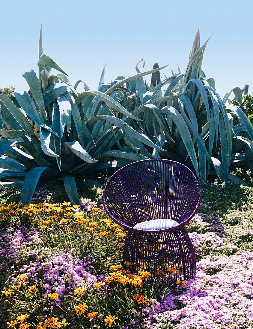 Violet armchair in front of agaves outdoors