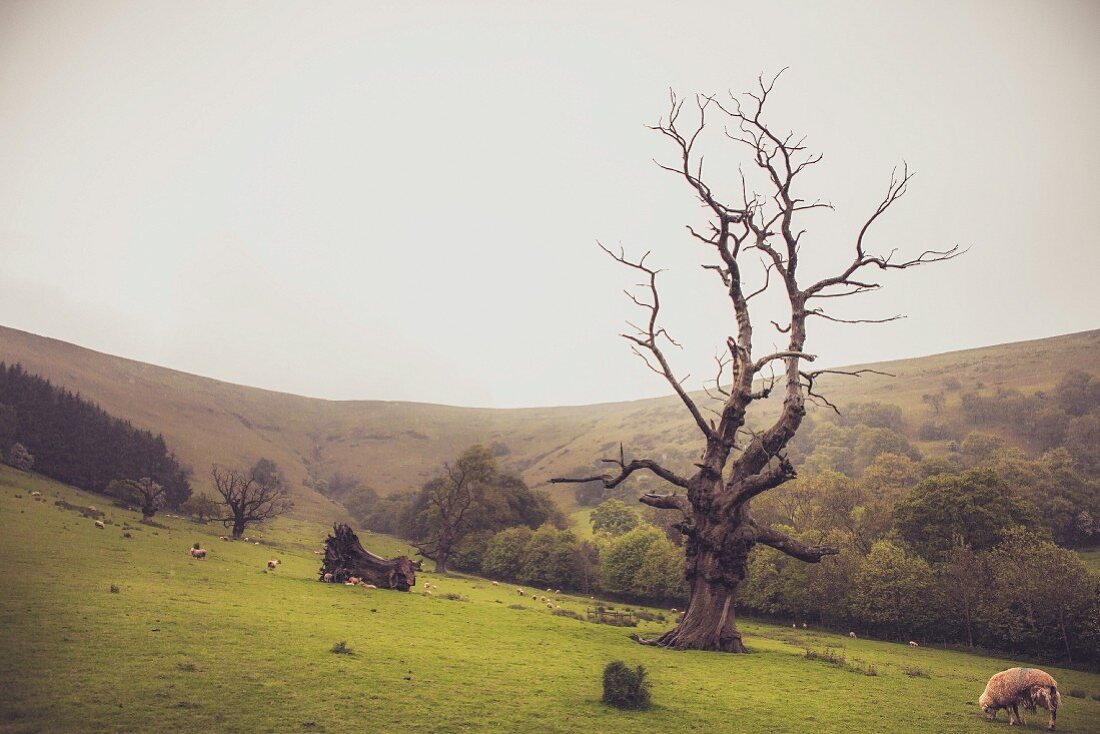 Gnarled tree and grazing sheep in meadow amongst rolling hills