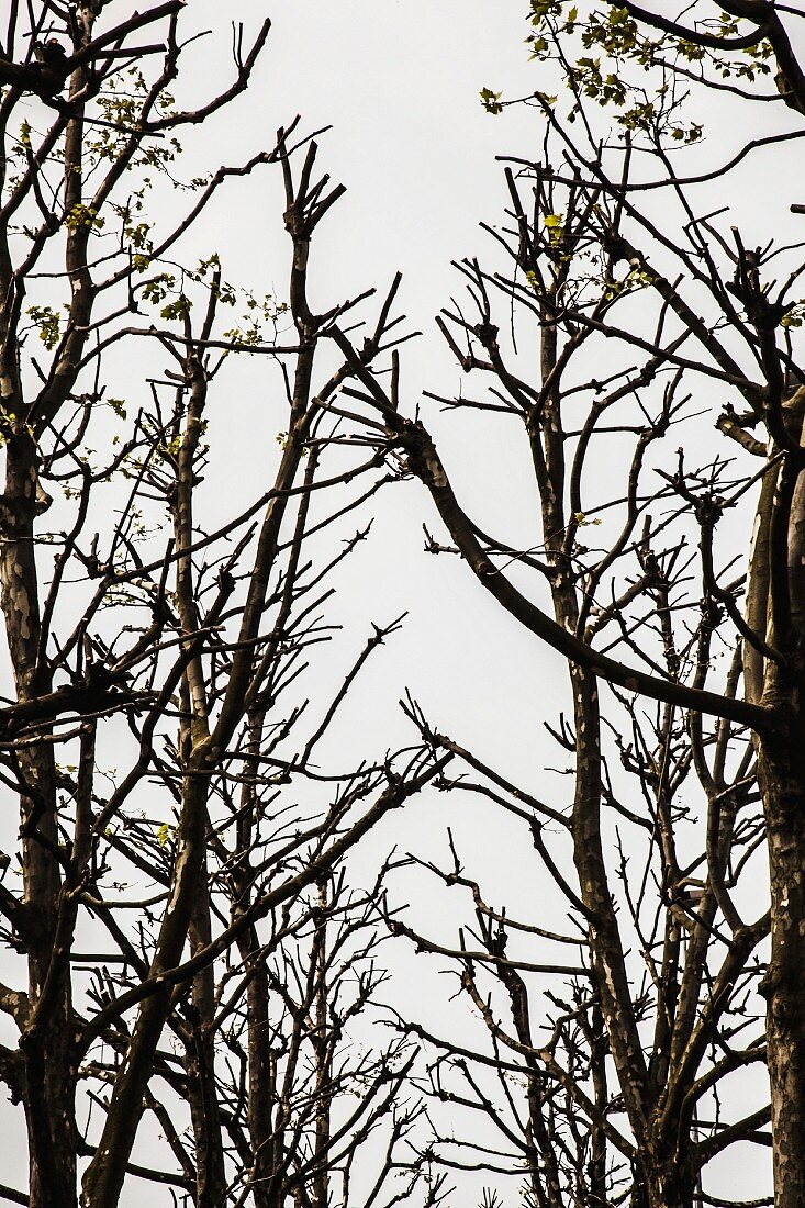 Blick auf blätterlose Zweige von Sträuchern vor bedecktem grauem Himmel