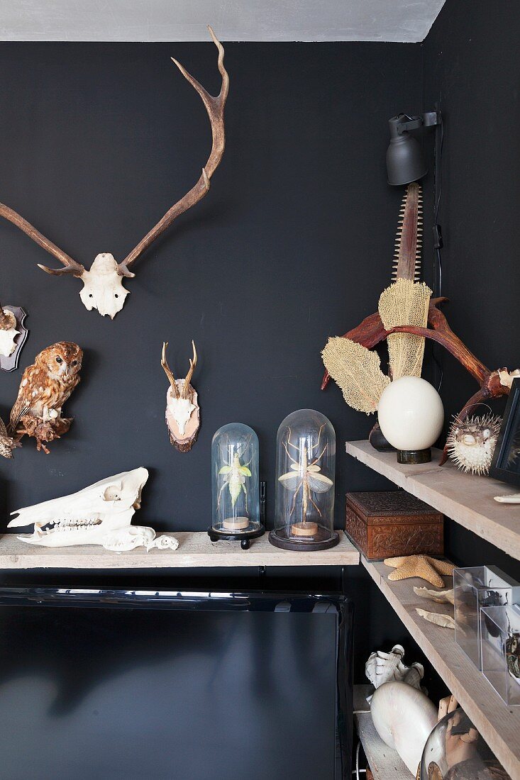 Sammlung von Tiertrophäen an schwarz getönter Wand aufgehängt und teilweise unter Glashauben auf Holzablagen