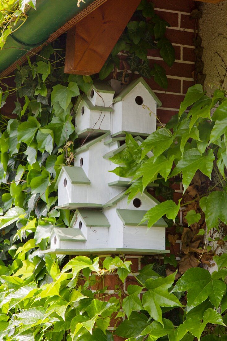 Bird nesting box complex painted white and green attached to climber-covered wall