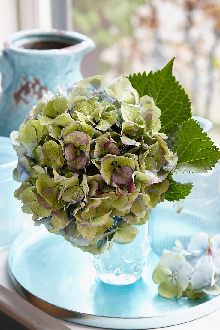 Dekorative Hortensienblüte in Vase auf Tablett
