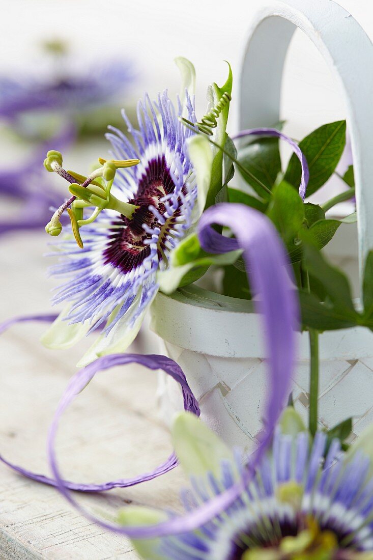 Blau blühende Passionsblume in Pflanzkorb