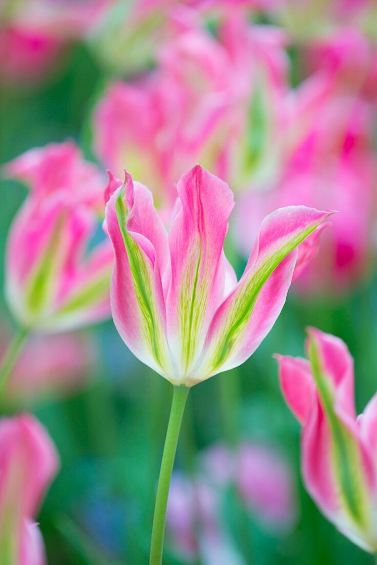Mehrfarbige Tulpen der Sorte Tulipa Virichic