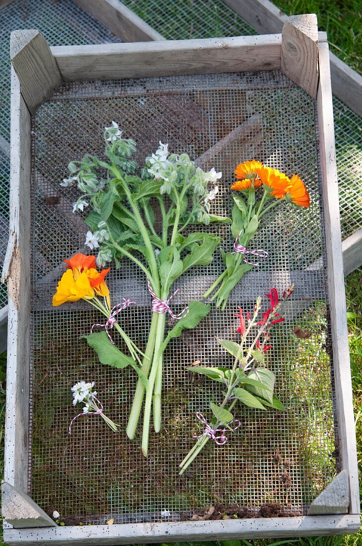 Various flowers laid out to dry