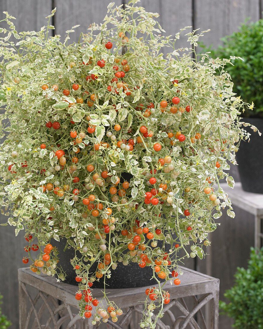 Decorative potted tomato plant