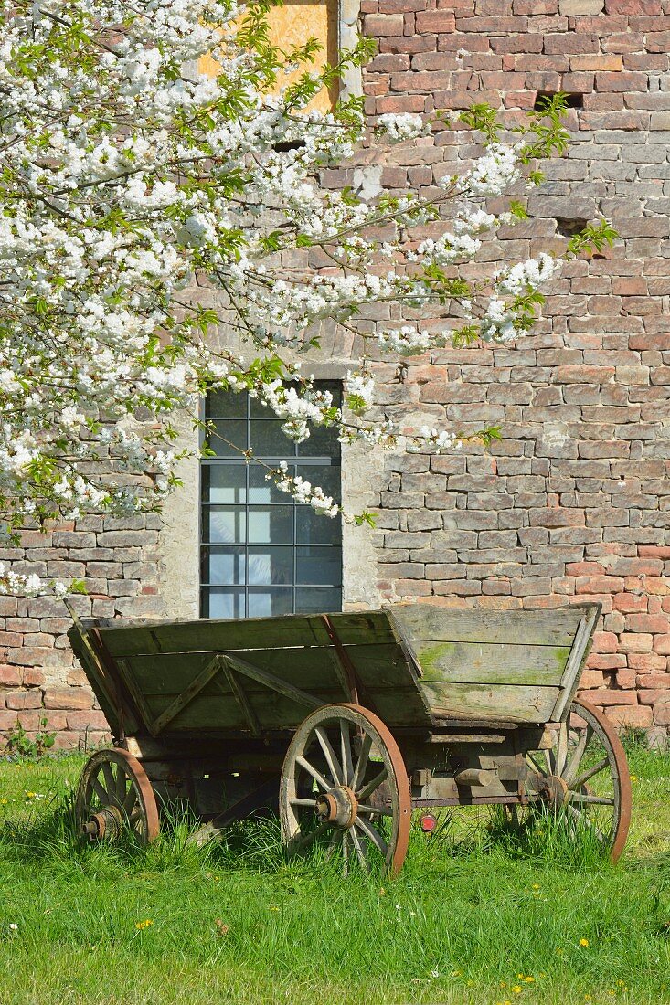 Old wooden cart under tree in blossom