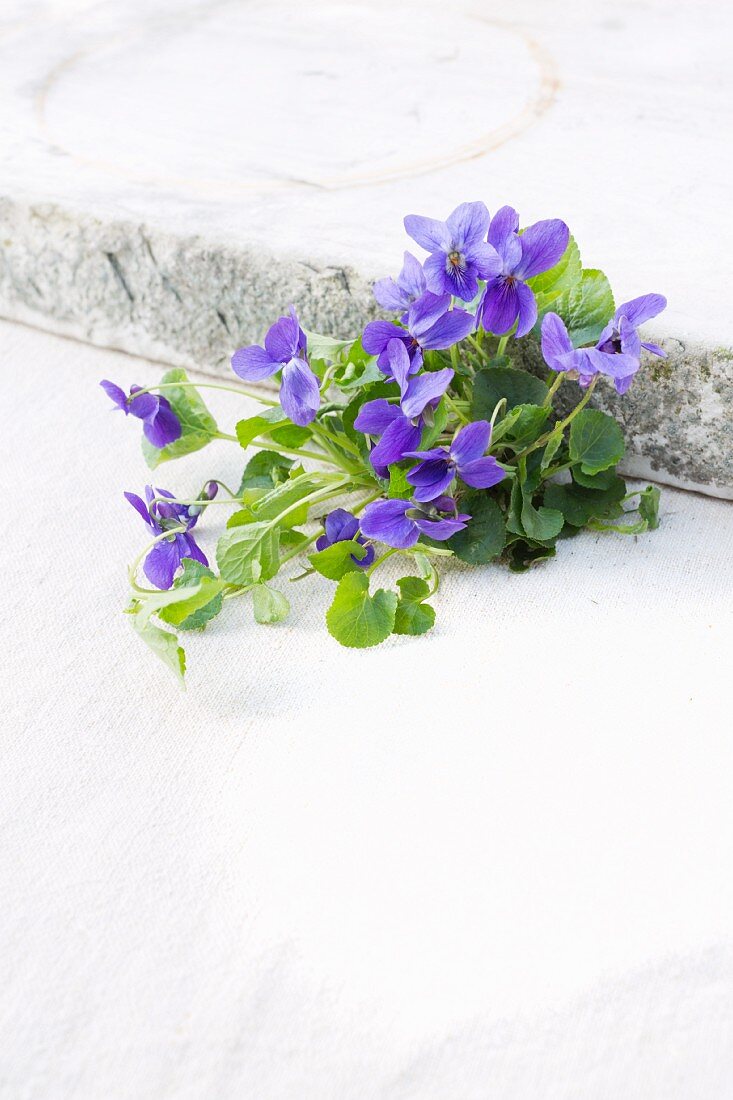 Sweet violet flowers and leaves on table next to stone slab