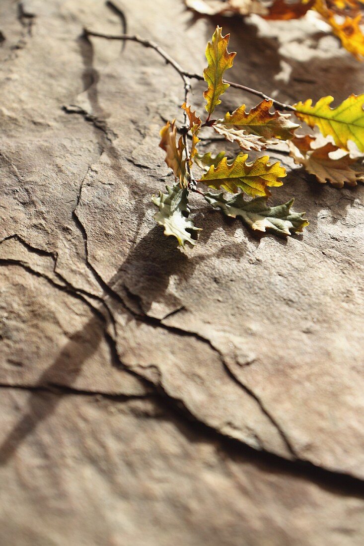 Herbstliche Eichenblätter auf Steinplatte
