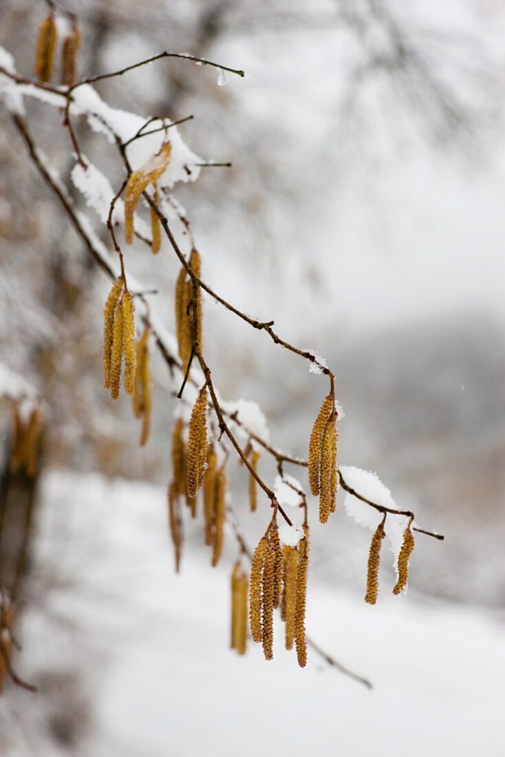Hazel catkins hanging from branches in winter landscape