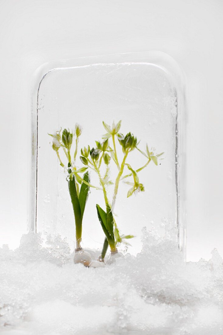 Zwei Milchsterne mit Blumenzwiebeln in einem Eisblock eingefroren im Schnee
