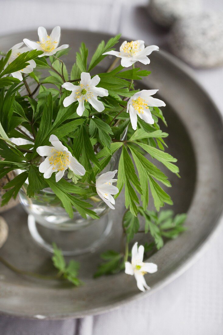 Posy of wood anemones on pewter plate