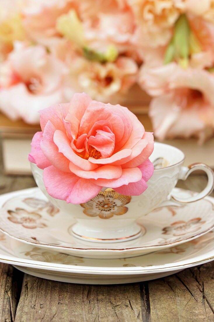 Rose in vintage teacup on saucer and plate and salmon-pink gladioli in background