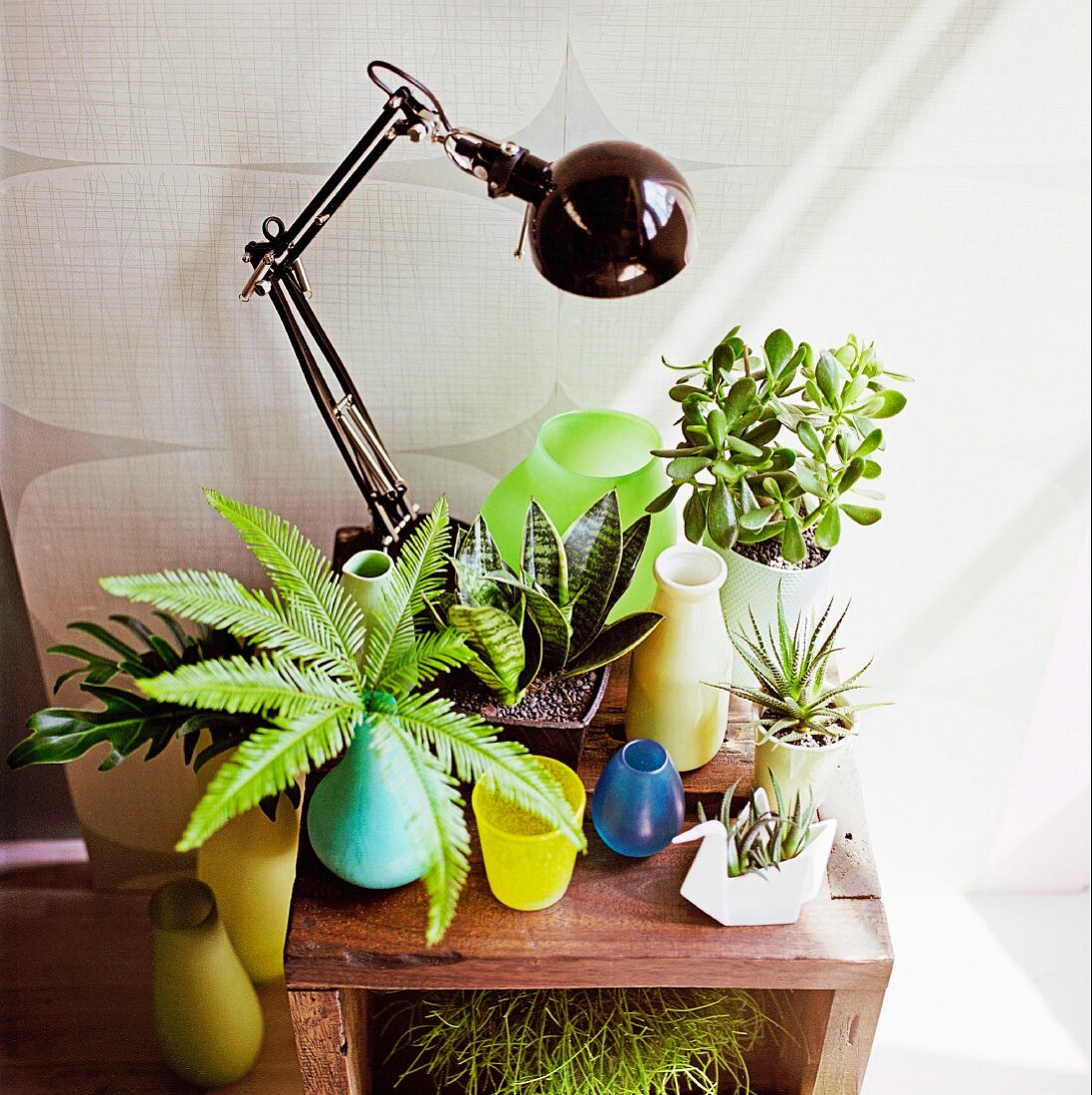 Colorful vases with green plants on wooden shelf