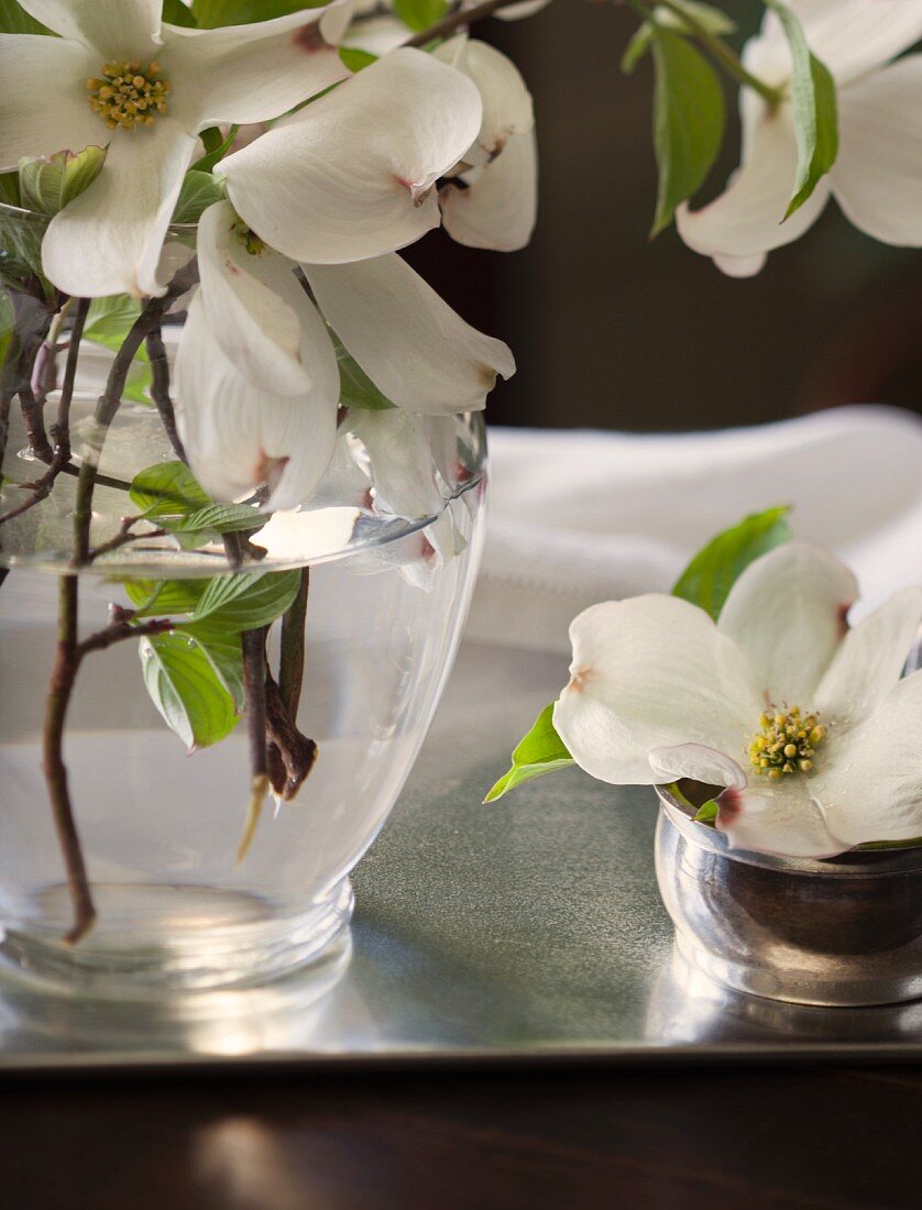 Vase mit Hartriegel-Blüten auf silbernem Tablett