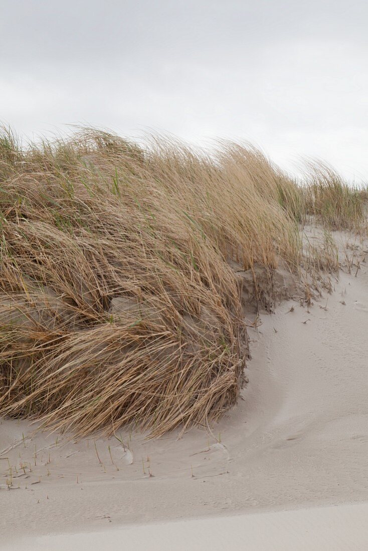 Grasses growing on sand dunes