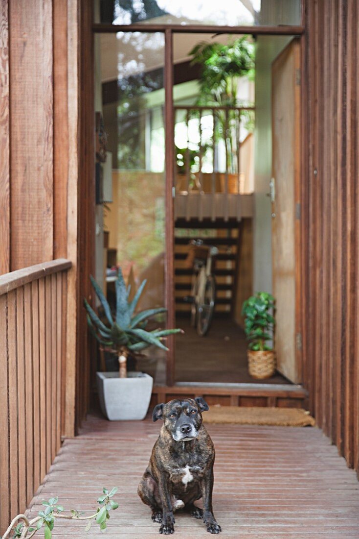 Wooden house with view into foyer through open front door and dog in foreground
