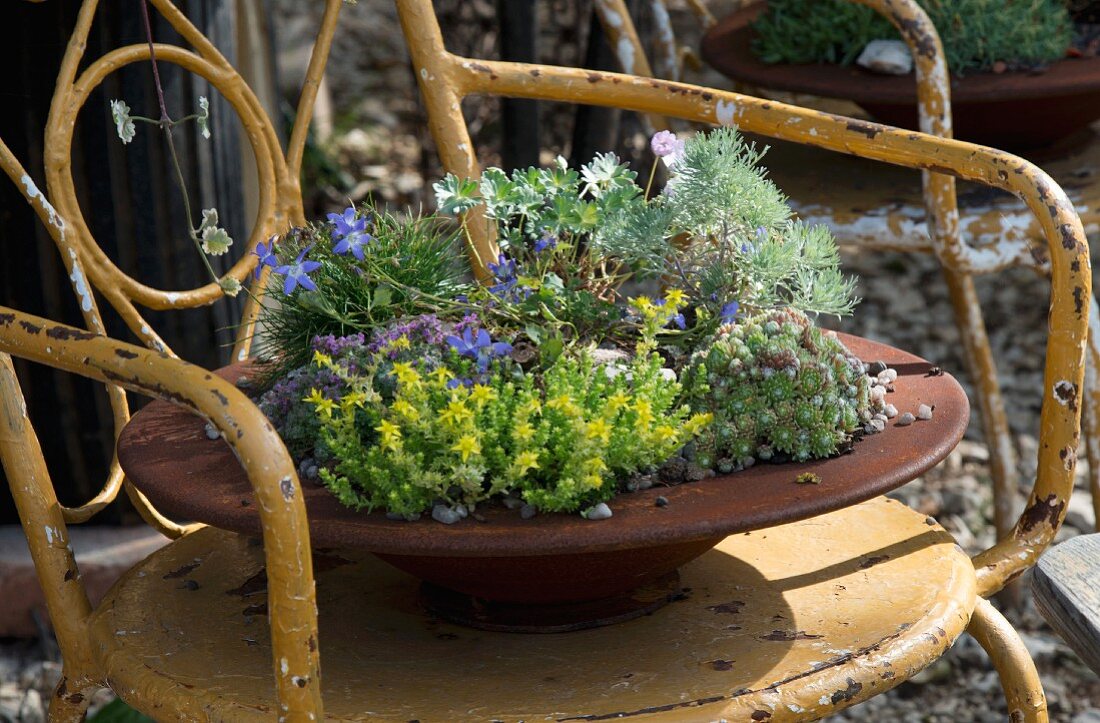 Rusty dish planted with alpines on metal chair with peeling paint in garden