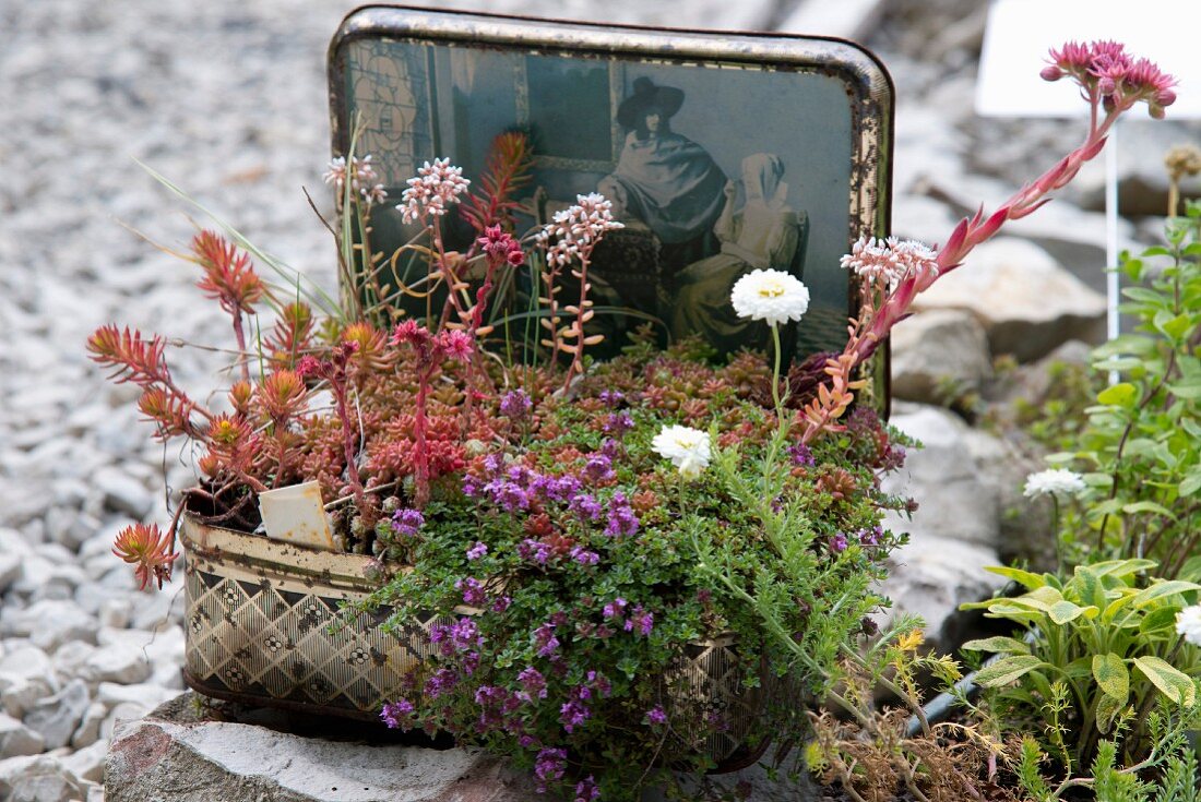 Bepflanzter Vintage Koffer im Garten