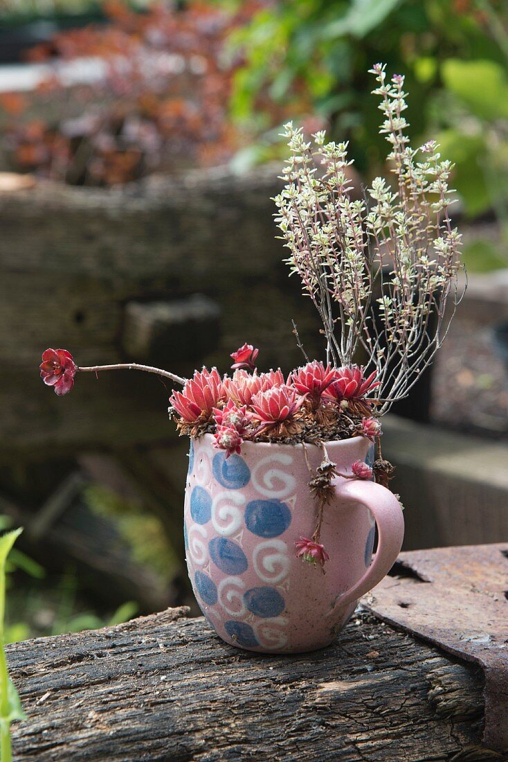 Succulents and thyme planted in mug with retro pattern