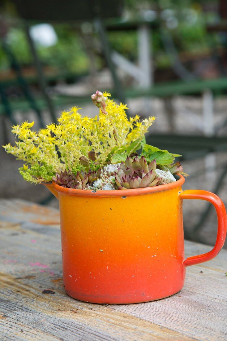 Gelb blühende Pflanze und Sukkulente in Vintage, orangefarbener Emailletasse