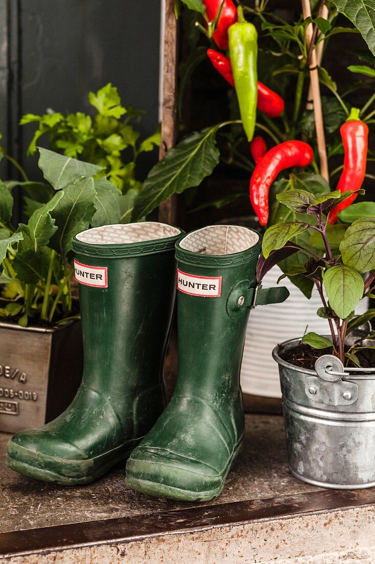 Wellington boots amongst potted vegetable plants on balcony