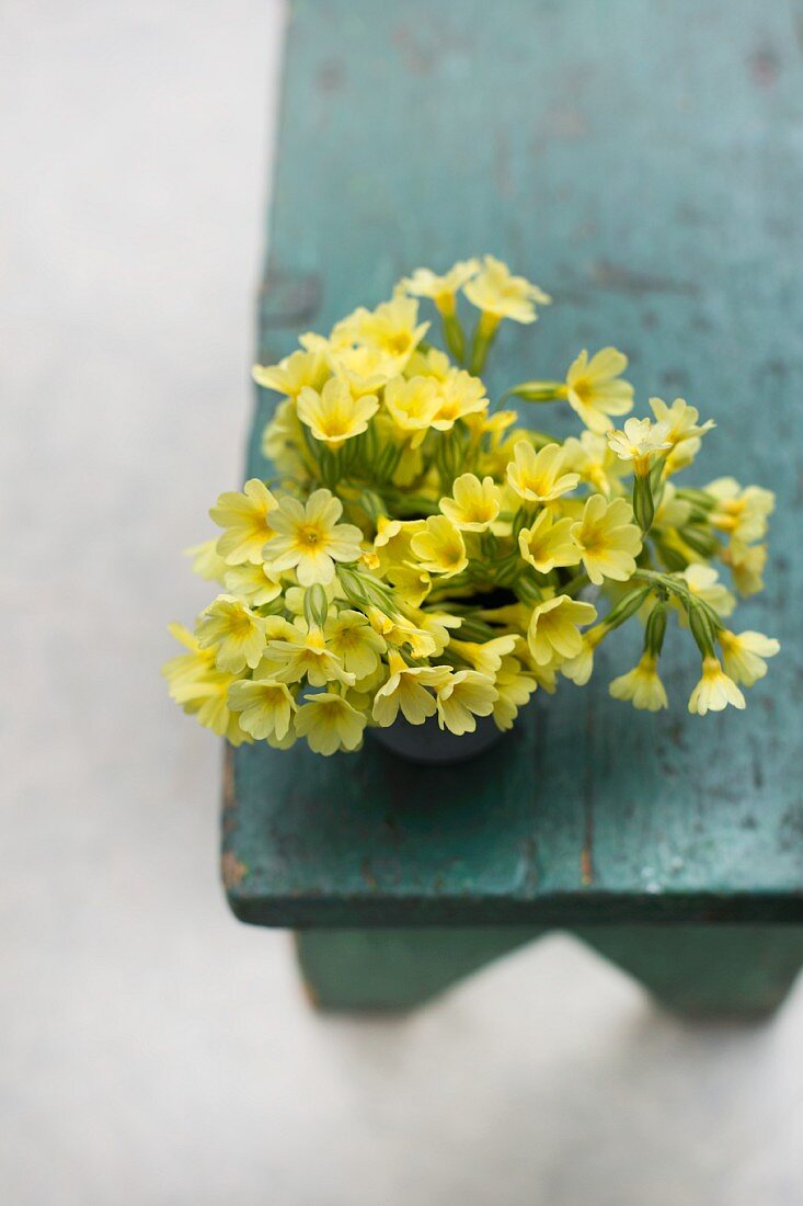 Posy of cowslips on old stool