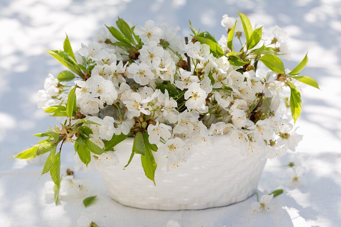 Kirschbaumblüten in weißem Keramikgefäss