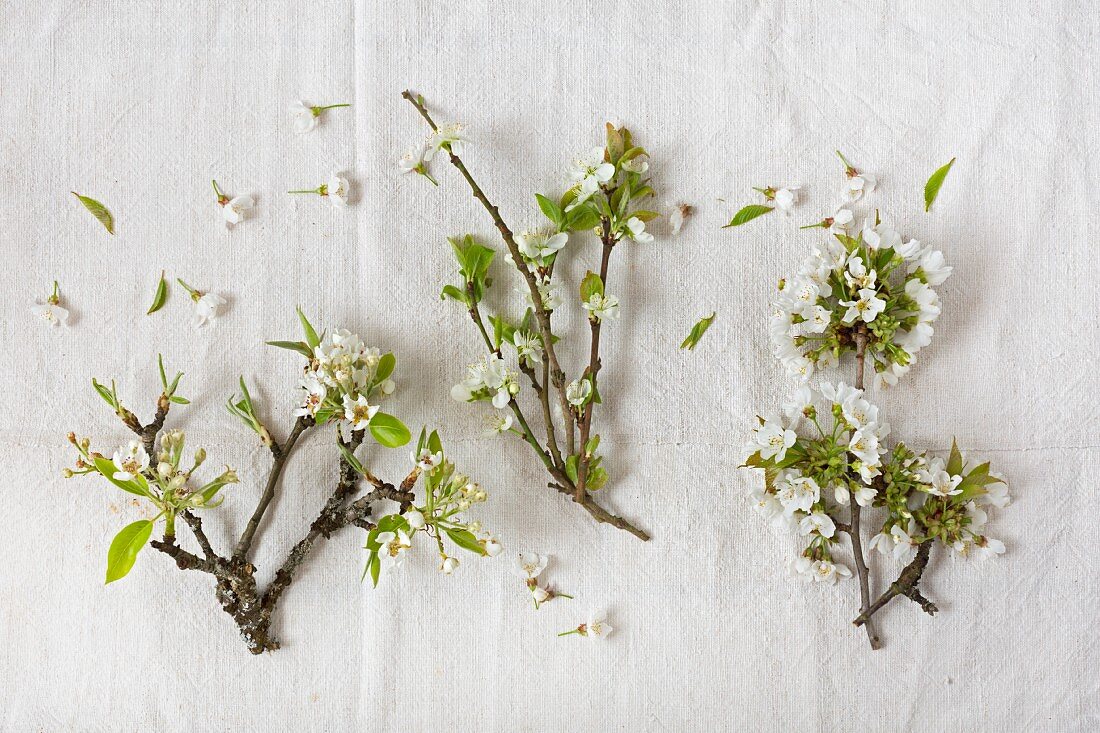 Branches of pear, damson and cherry blossom