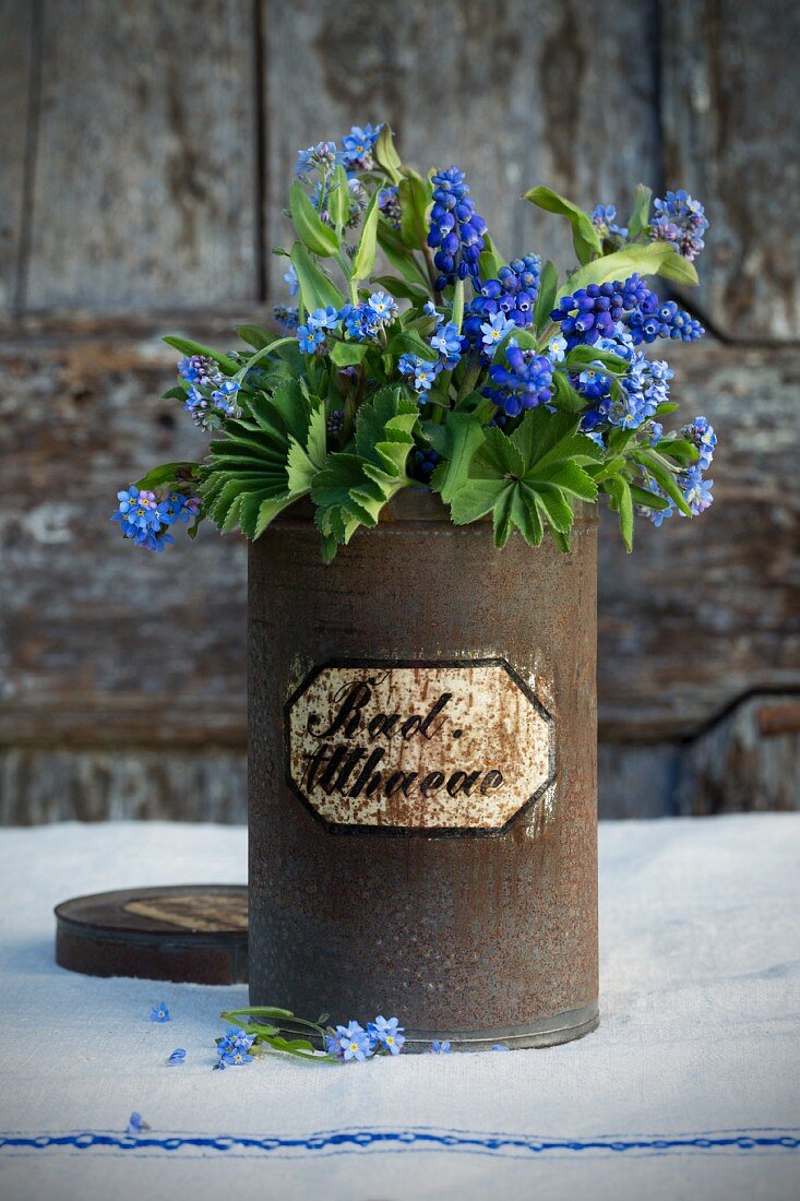 Forget-me-nots, grape hyacinths and lady's mantle in old, rusty apothecary jar