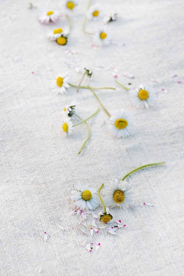 Blühende Gänseblümchen, teilweise mit gezupften Blüten auf weißem Leinentuch verstreut