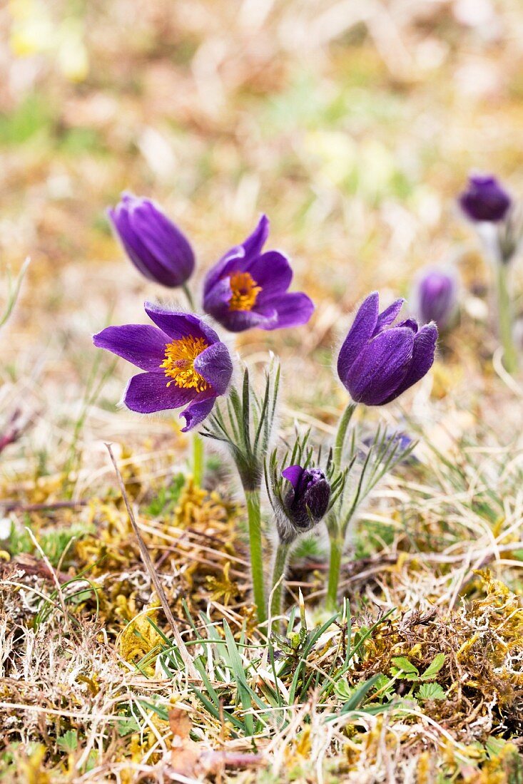 Violett blühende Küchenschellen auf der Wiese