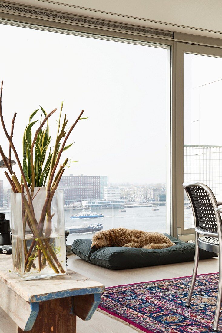 Branches in glass vase on wooden bench, dog on floor cushion and glass wall with harbour view