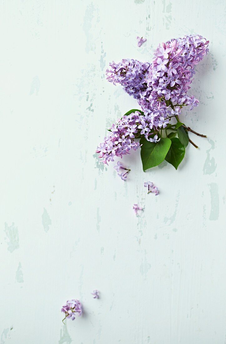 Sprigs of purple lilac on a wooden surface