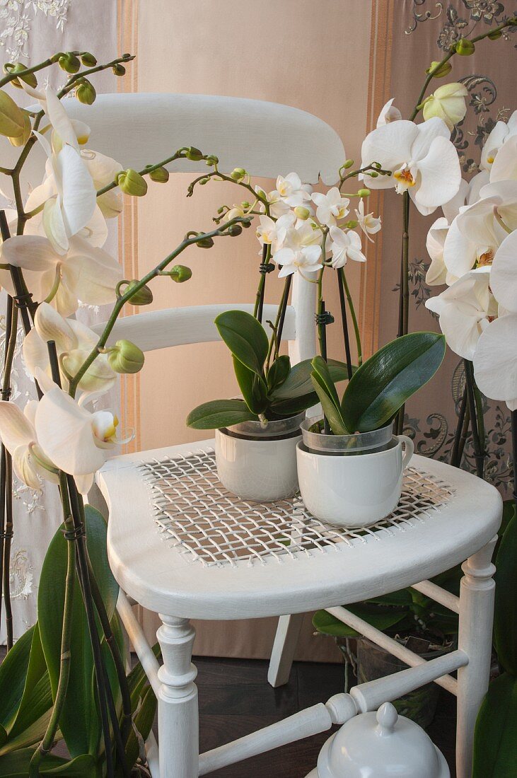 Weisser Holzstuhl umgeben von weissen Orchideen in Zimmerecke
