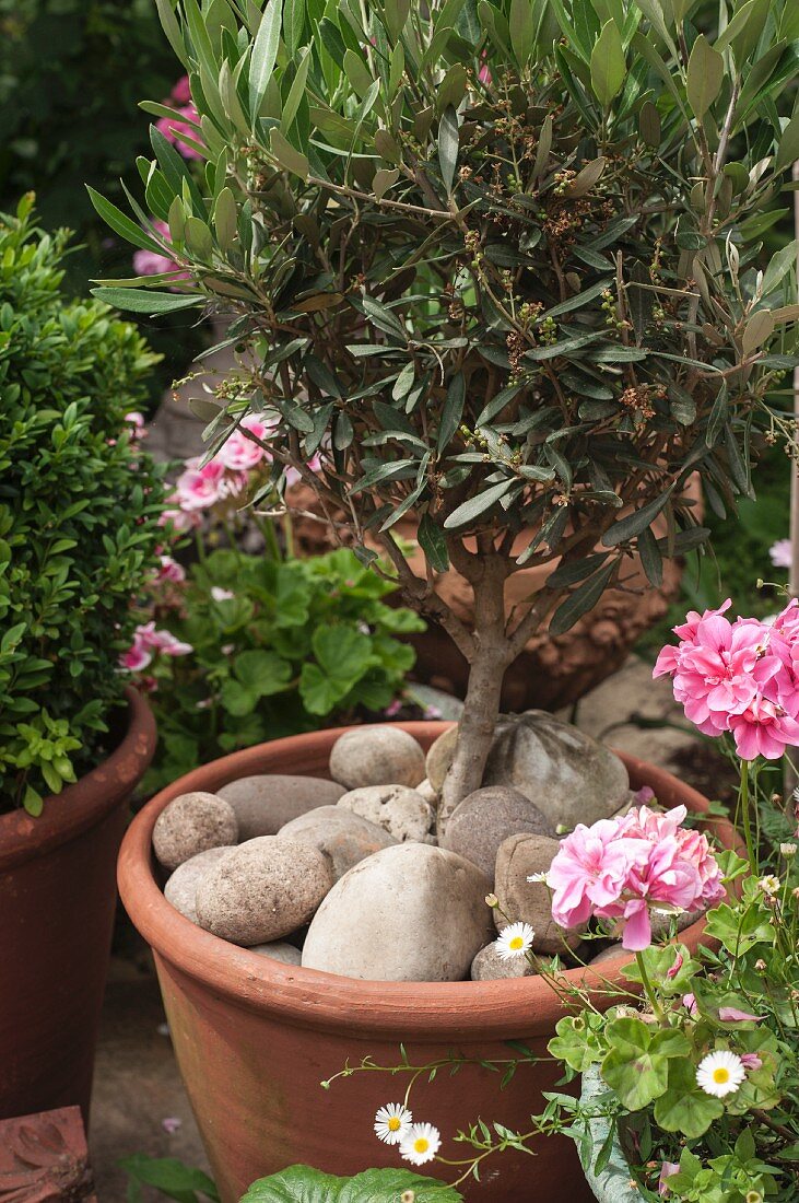 Small olive tree in terracotta pot dressed with large pebbles in garden