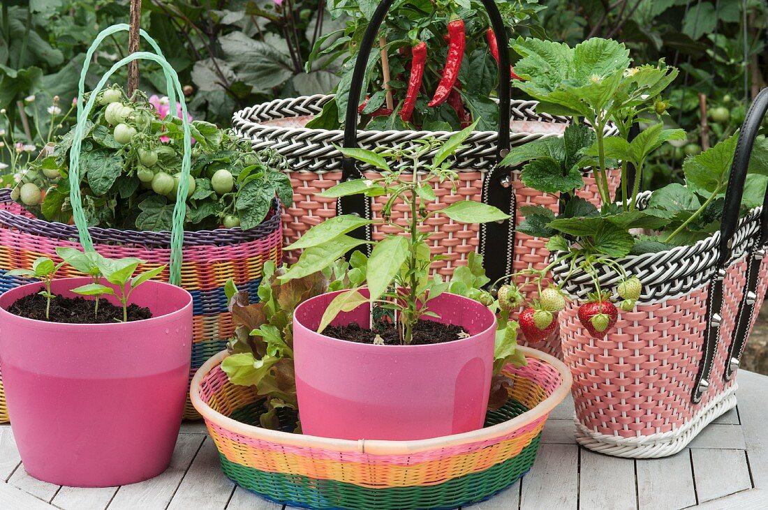 Pinkfarbene Plastiktöpfe und Körbe mit Erdbeer- Tomaten- und Chilipflanzen