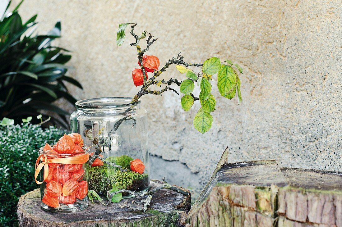 Physalis, moss and gnarled fruit tree branch in old glass jar