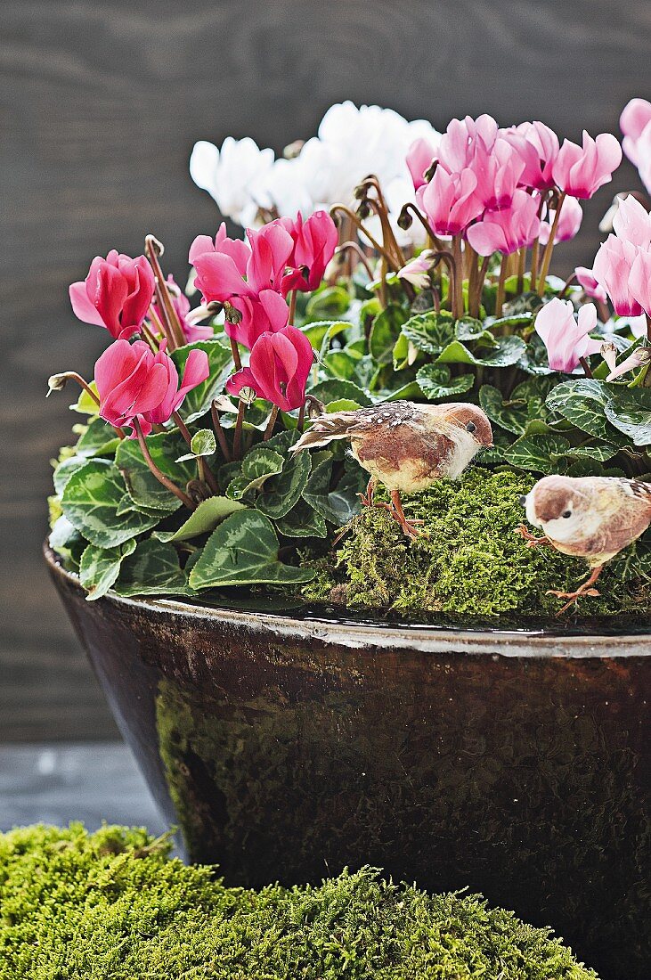 Cyclamen, moss and bird figurines in ceramic bowl