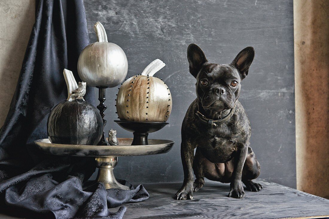 Pumpkins painted with shiny metallic paints on dishes guarded by French bulldog